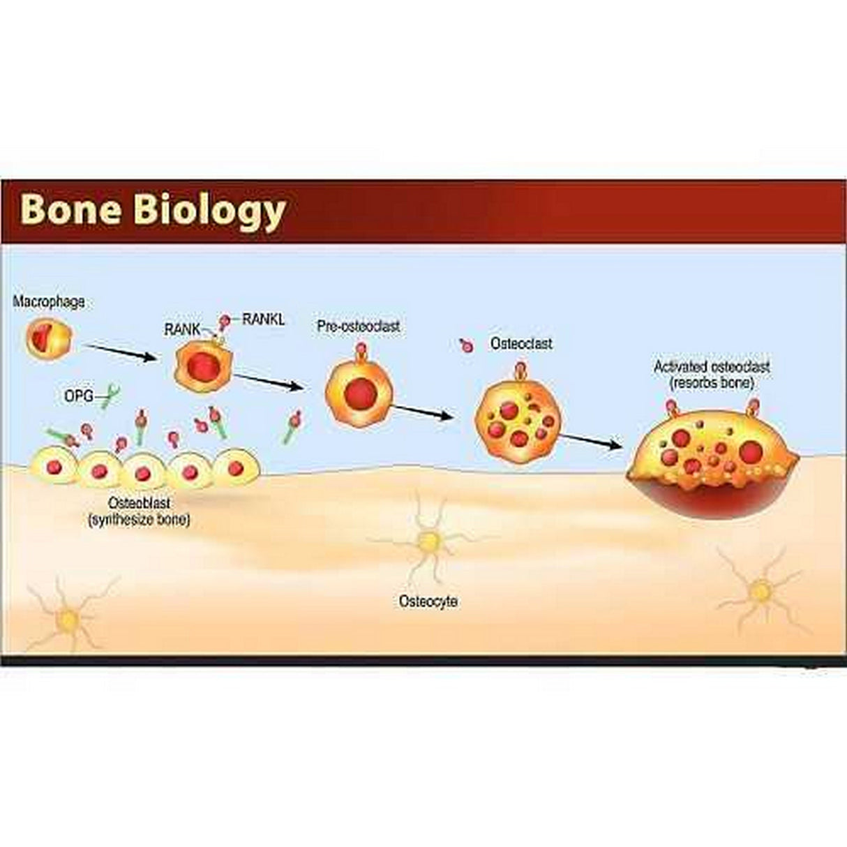 Sharp 4P‑B00EJ2U Commercial 4K UHD Direct LED Display