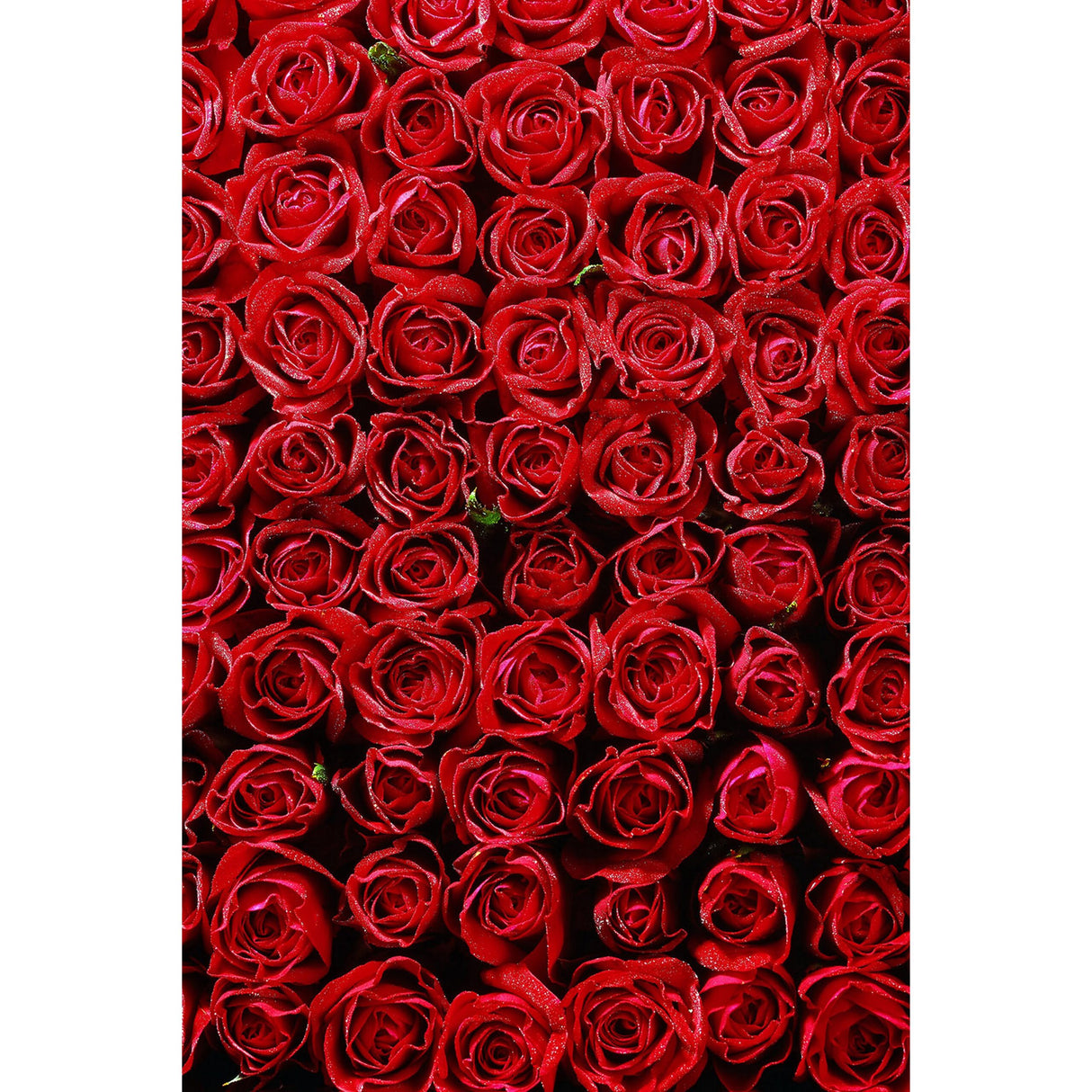 Savage 5 x 7-Foot Printed Vinyl Background, Romantic Roses